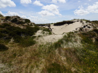 Fanø Klitplantage-ruten